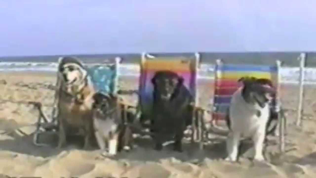 Funny Dogs at the Beach Compilation YouTube