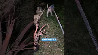 Marshmallow Goes For A Walk.