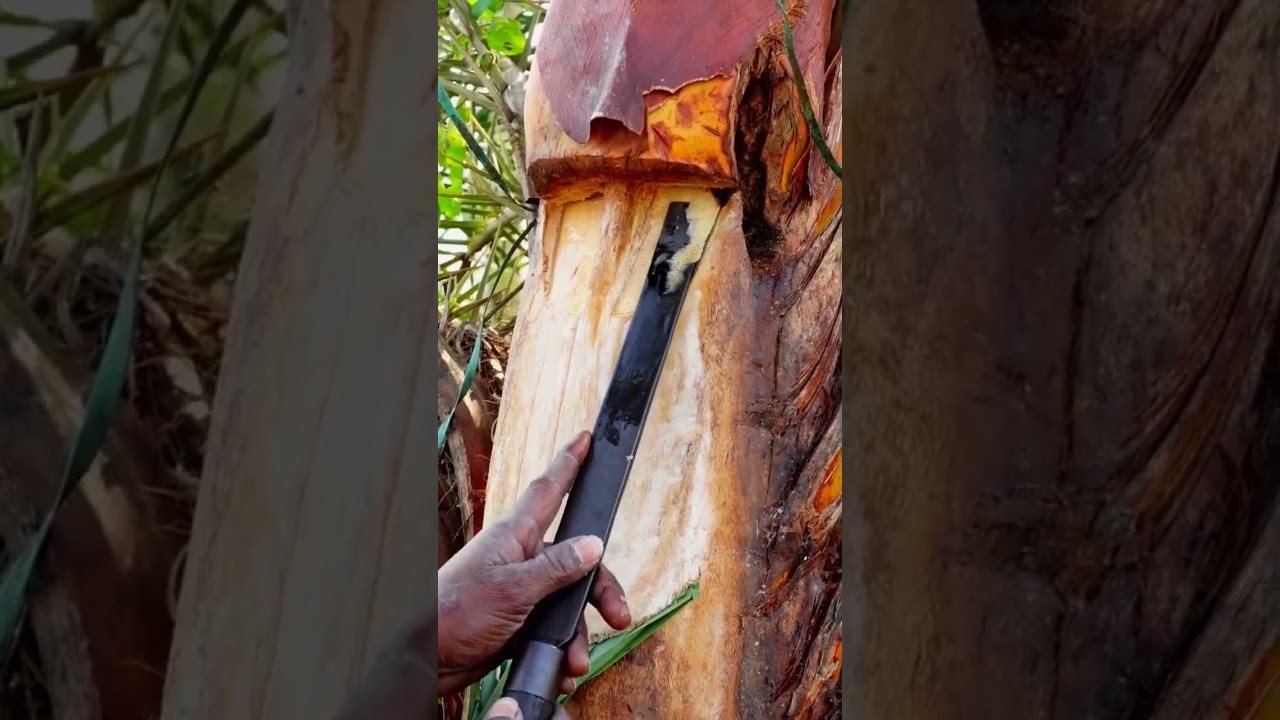 healthy date palm sap in the morning