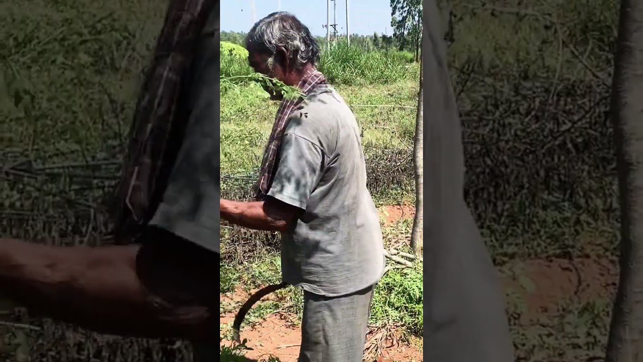Pruning Drumstick trees at ​⁠ 