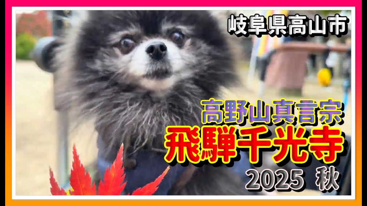 【🍁散策物語】円空仏のお寺「飛騨千光寺の秋 2025」　～岐阜県高山市～