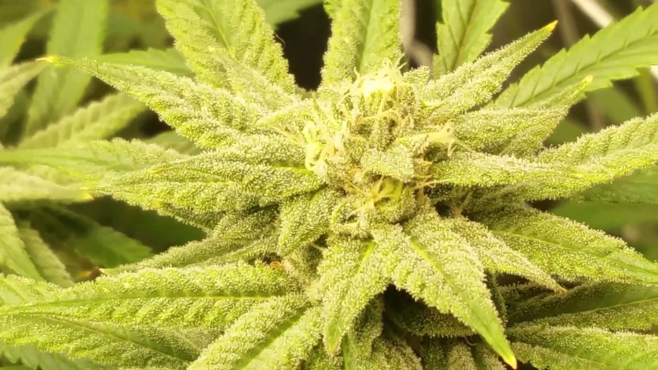 Blue Gelato 41 day 41 of flower