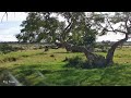 🔴 LIVE African Safari | 6 Maasai Mara Wildlife Cameras | Kenya 24/7
