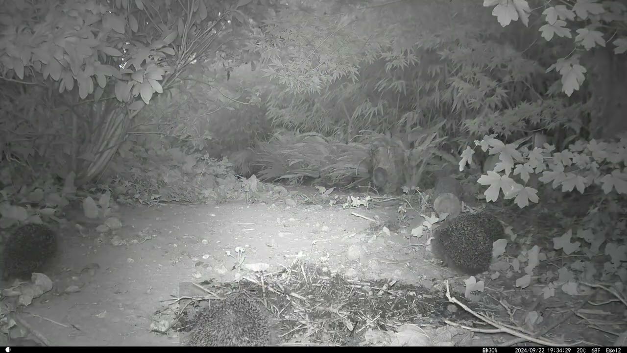 Young hedgehogs in my garden September 2024