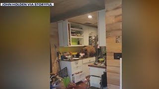 Bear discovered eating bucket of chicken