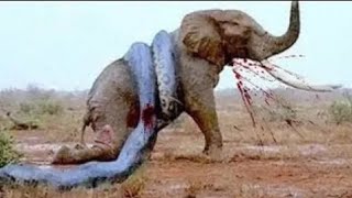 Snake VS bull Elephant python VS Elephant