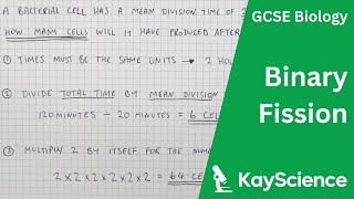 GCSE Biology - Binary Fission