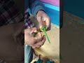 Tal pata ka phool// santhali short video//hembram kora