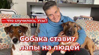 Что случилось, Усы? Собака ставит лапы на людей