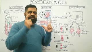 Anatomy of Gills English medium @prof.masoodfuzail|Respiration in Fish English medium|
