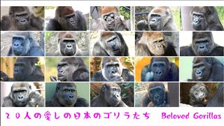 Beloved Gorillas in Japan. 2023