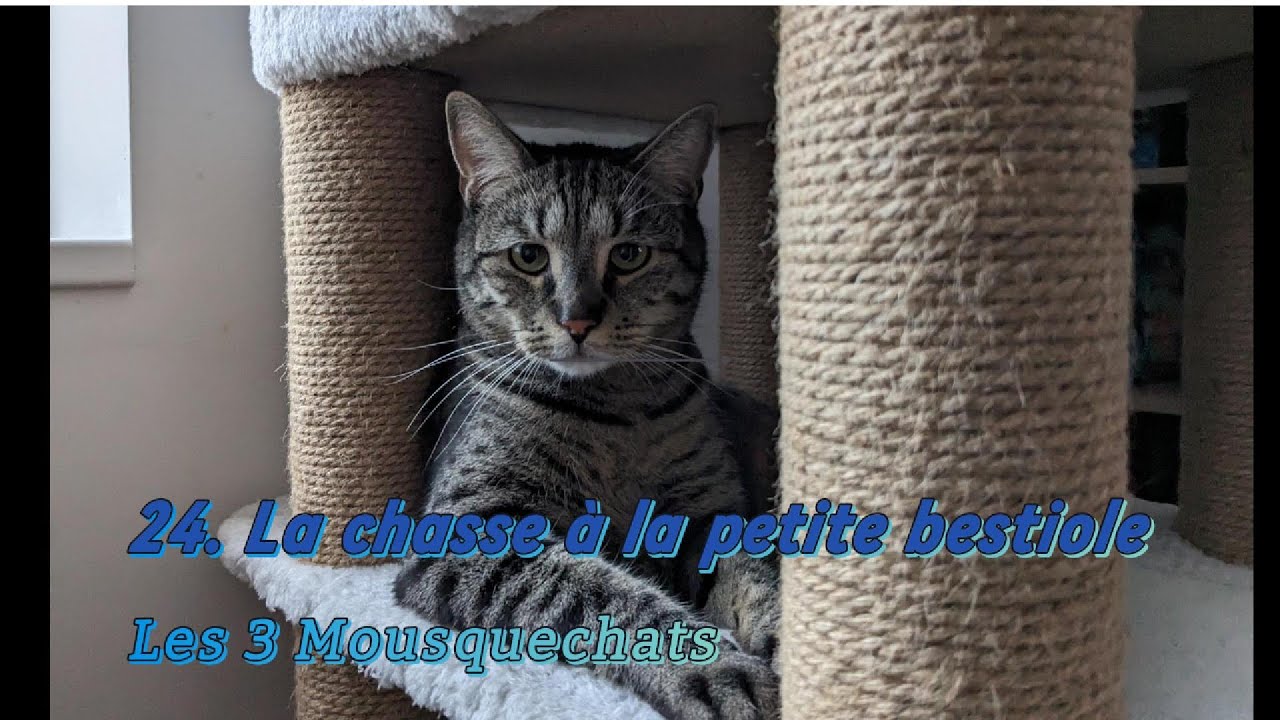 Episode 24 la chasse à la petite bestiole YouTube — free download