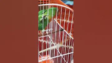 الغندور اذا شغلت صوت تغريدته 