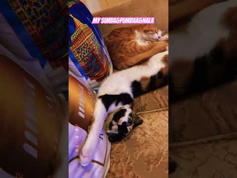 Sleepingcats Catcute Catlover Cuteanimal Pets Cute Simba Pumbaa Nala Cute 