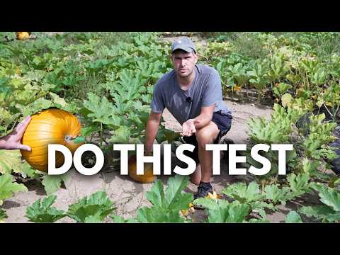 How to Tell When Your Pumpkins are ACTUALLY Ripe