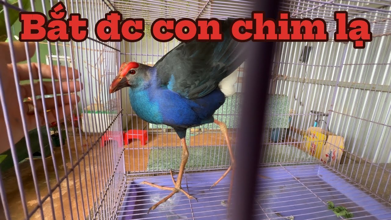 Bắt đc con chim lạ, ko biết chim gì và ko biết nó có phải là động vật quý hiếm ko đây
