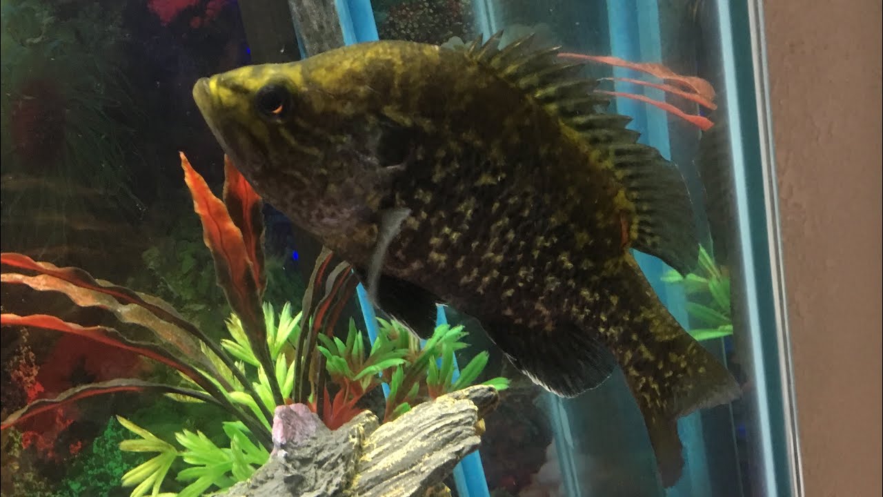 camera iphone 8 plus apk I got a new pet ‼️(feeding my animals)