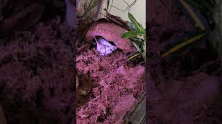 2nd live feed of my Axanthic Bumblebee Ball python