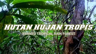 Hutan Hujan Tropis-BORNEO RAIN FOREST-CINEMATIC / pencarian kayu bajaka #cinematic #forestlife