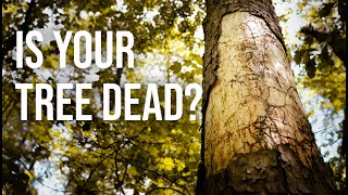 How to Spot a Dead or Dying Tree!