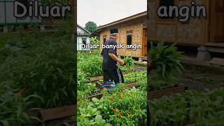 Download Lagu Kamu yang sudah tua apa kabarmu Katanya baru sembuh katanya sakit #music #love #shorts MP3