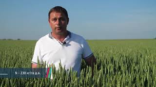 Озимая пшеница: технология возделывания и защиты. Дни Поля - 2020.