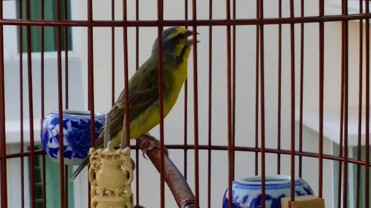 Green Singer Finch ~ 石燕