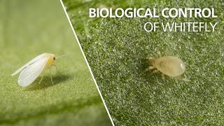Biological control of whitefly  Amblyseius swirskii