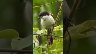 Download Lagu Indukan Cendet Blangkon | Cendet Gondrong | Cendet Gunung #senikicaucendet #cendet #birds MP3 Download Lagu Indukan Cendet Blangkon | Cendet Gondrong | Cendet Gunung #senikicaucendet #cendet #birds MP3