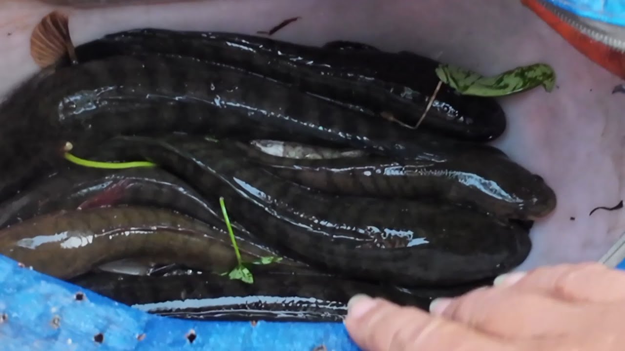 Câu cá lóc dạo #26 ở Thủ bộ Tân Tập Cần Giuộc |ngô bình fishing|