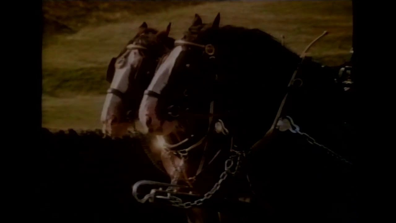 Webster's Yorkshire Bitter - Horse Echo - UK TV Advert 1990 - YouTube