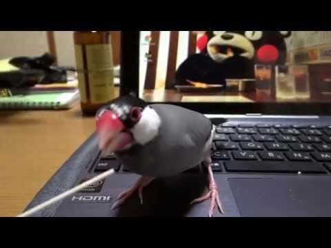 そうめんと文鳥 Java sparrow eating dried noodles