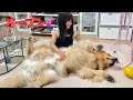 心も体も開きすぎな大型犬クッキー【ゴールデンレトリバーとミニチュアダックスフンド】