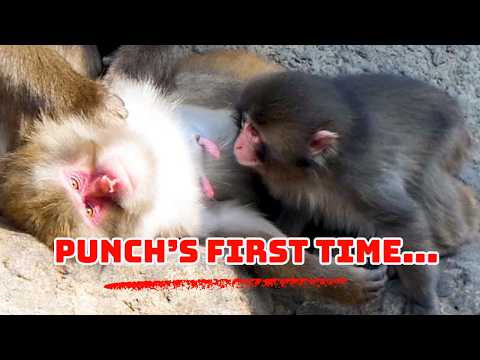Orphan Punch Discovers a Nursing Mom for the First Time!