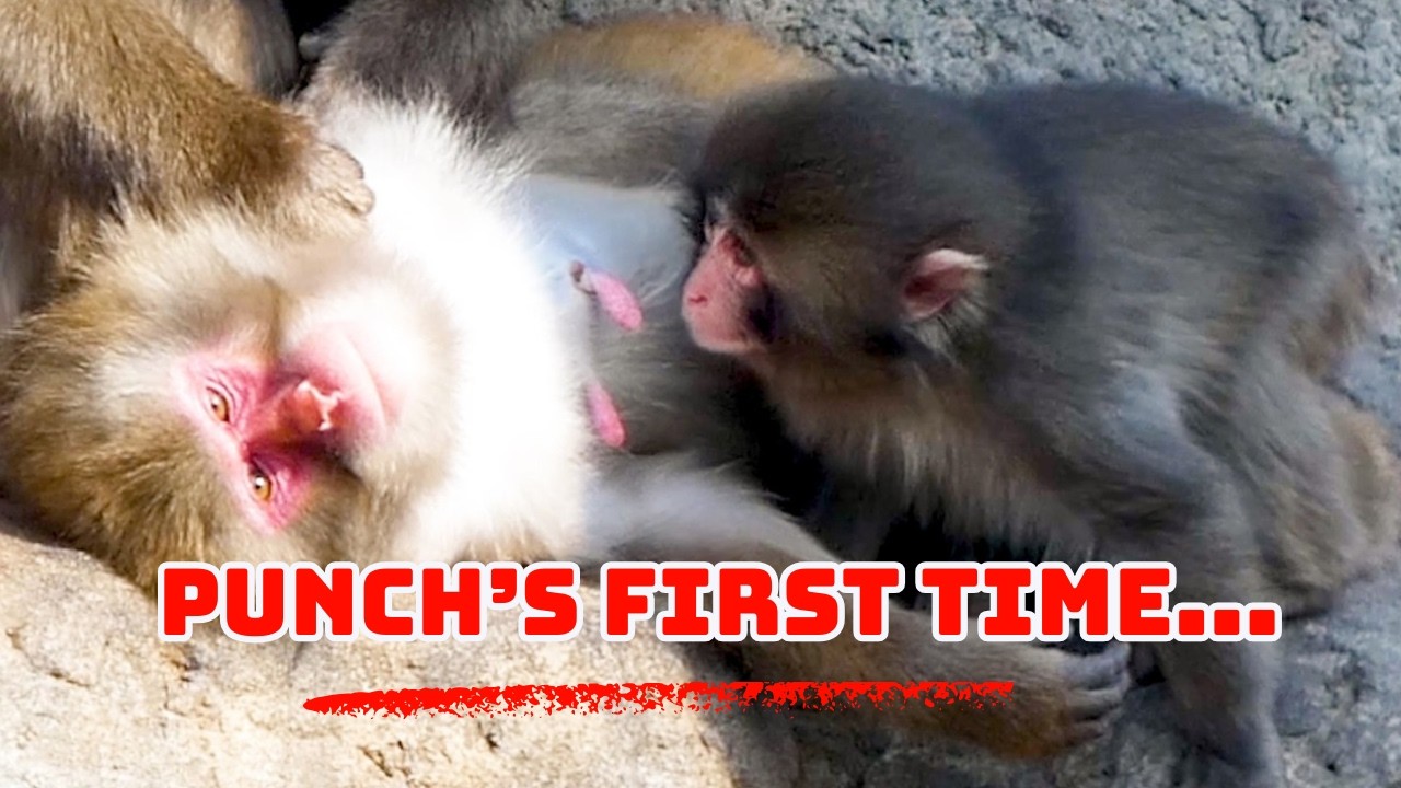 Orphan Punch Discovers a Nursing Mom for the First Time!