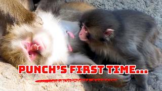 Orphan Punch Discovers A Nursing Mom For The First Time