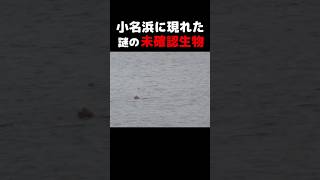 福島県いわき市に現れた謎の水棲UMA（未確認生物）「イワゴン」＃Shorts