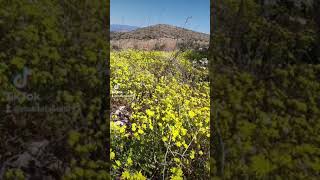 istemediler  istemediler