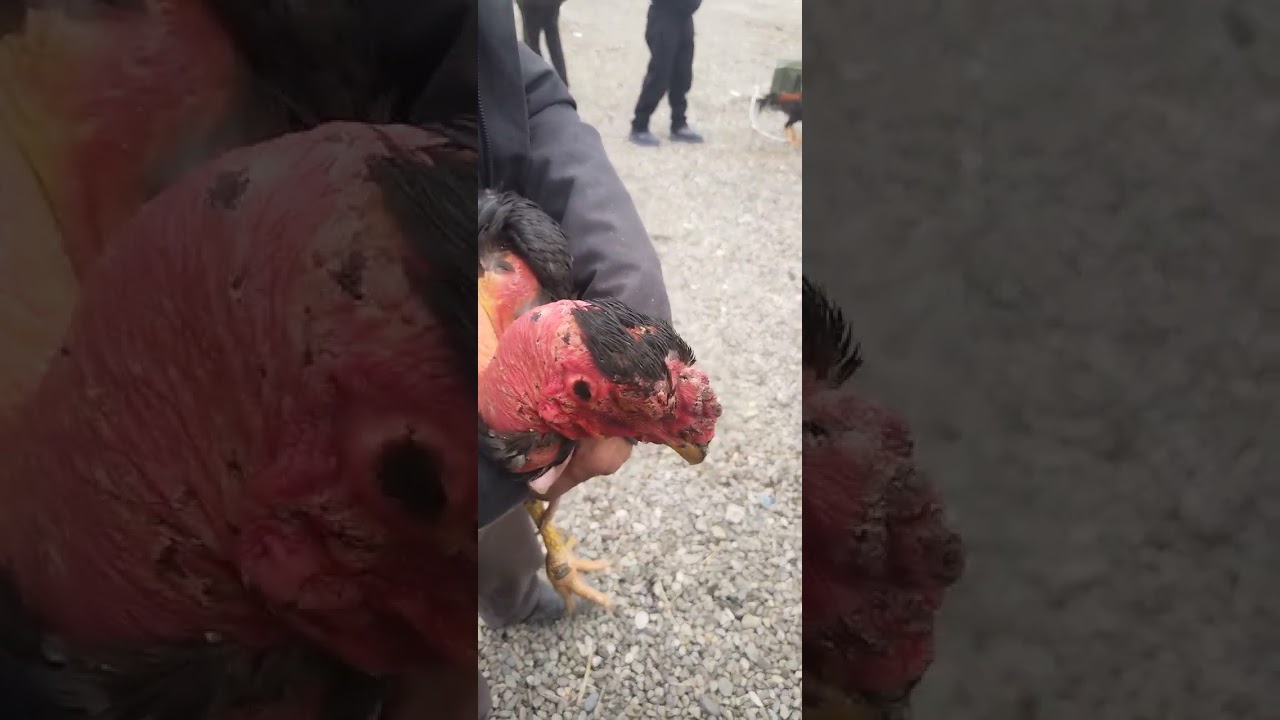 Дакан бозори асака 16 января 2026 г.