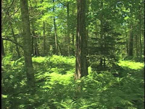 Managing Forests for Today and Tomorrow - Part 2