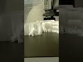 3D printed cute scary skeleton cat - glow in the dark eye