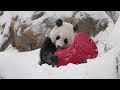 Jan. 6, 2025: Giant Pandas Bao Li and Qing Bao Play In The Snow