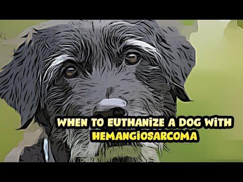 Video: Hemangiosarcoma: Khối u ung thư trên lá lách hay khối u lành tính?