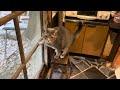 #風の猫 2023.10.6(金)朝からお留守番して.. おばあちゃんが戻って来たので.. 寒くなってきたころから外に出た猫…【さっちゃんとおばあちゃんの散歩・370日目】①・・・