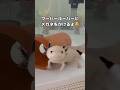 ウーパールーパーにメガネをかけるチャレンジ #ウーパールーパー #眼鏡 #shorts