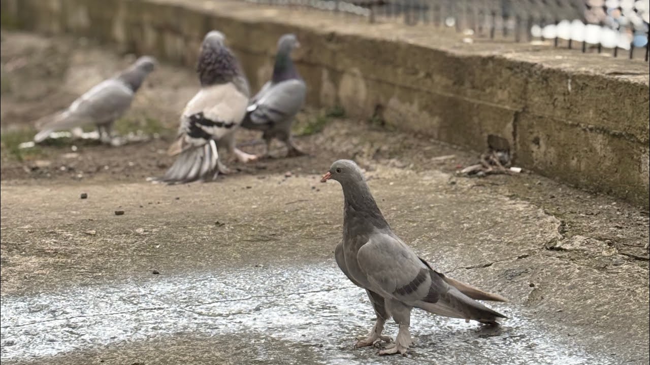 KUŞLAR SIK TAKLADA ZİRVE❗️YENİ YAVRULAR ÇIKTI🐣#güvercin #oyunkuşu #pigeon #taklacı #yavru 
