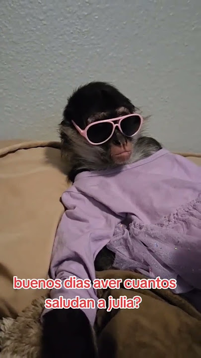 Cuando eres la más cool de la selva sin intentarlo 😎🐒 #chejulia