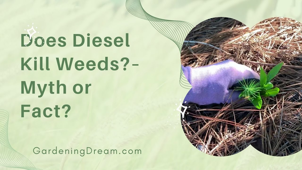 Does Diesel Kill Weeds?  Myth or Fact?
