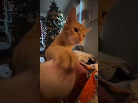 O Ki Na Na Nu Nu Ni Beauty Cat Puppy Anp Ninka Nitco Trending Youtubeshorts Shortvideo Shorts