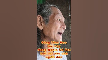 CHUYỆN LẠ TẠI SÔNG VÀM NAO HÀNG NGHÌN CÁ TRA TRÔI DẠT VÀO BỜ quá kỳ lạ rồi bà con ơi #shorts